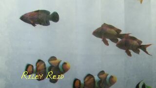 Riley Reid-Bathroom Pee